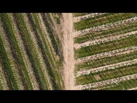 Blossoming fruit plantations Haspengouw