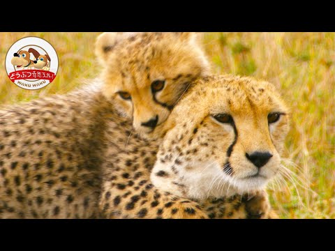 チーターに関する好奇心