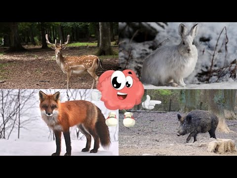 Дидактична гра №8. Як добре ти знаєш назви диких тварин. Знайко-дізнайка.