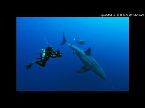 Nager avec Le grand requin blanc ?  Aie confiance ...!