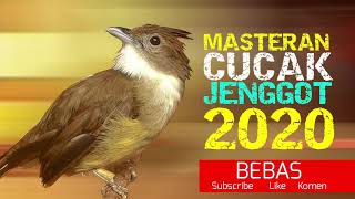 Download lagu Cucak Jenggot Jawa Gacor Masteran Burung Murai Batu kacer Cucak hijau dll mp3