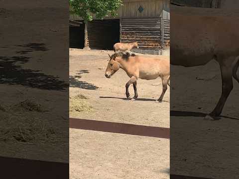 , title : 'Przewalski's horse #horse #animals #shorts'
