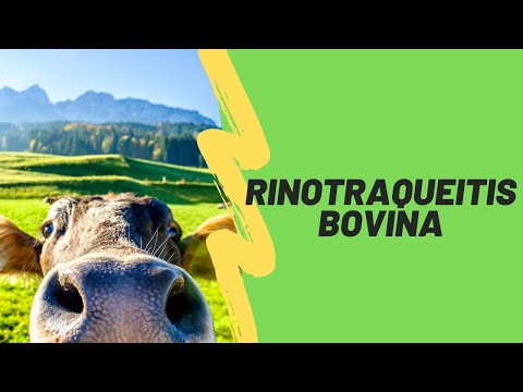 , title : '¿Qué es la Rinotraqueitis bovina?'