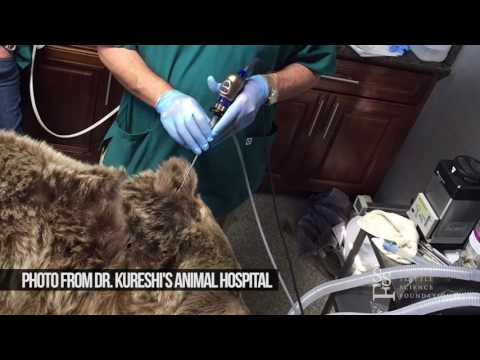 Interview with veterinarian Dr. Munir Kureshi