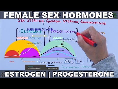 Female Sex Hormones | Estrogen & Progesterone