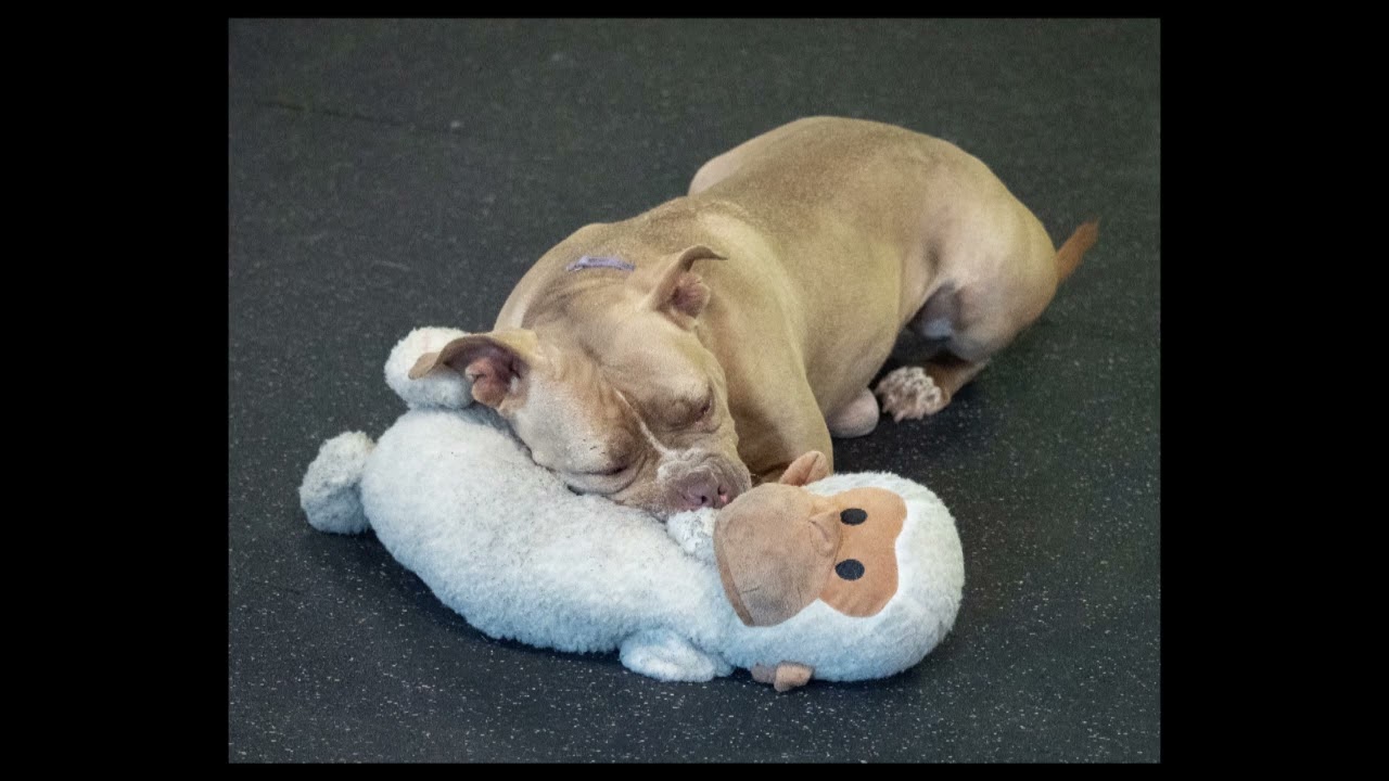 Nala Jean, a Adoptable American Bulldog in Irwin, PA video 6/6