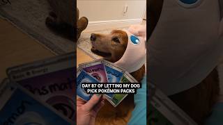 Day 87 Prismatic Evolutions 🔥 or Traumatic Evolutions 👀🐕 #pokemon #pokemoncards #pokemontcg #dog