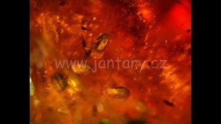 Křídový jantar B-92