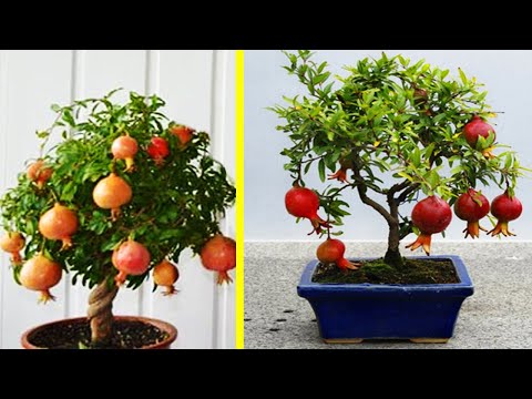 5 Cara Menanam Delima di Pot