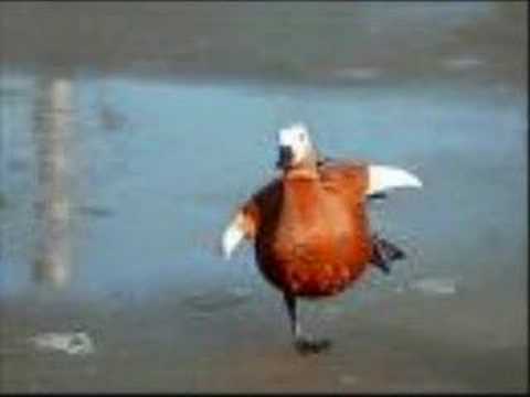 I Want A New Duck cover