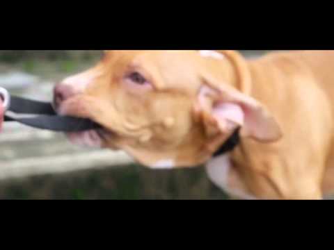 Sili Boy -  Dorré ft  Danger