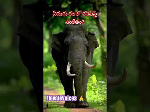 Elephant in the Room: The Dream That Warned You