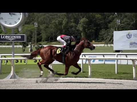 211121 c01 BRUTUS (BRZ)