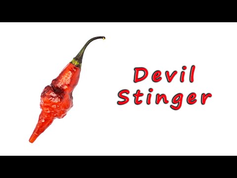 , title : 'Devil Stinger - opis i recenzja papryki - chili-jemy'