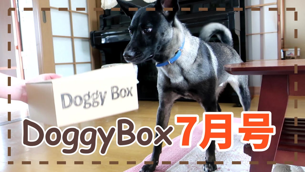 DoggyBox7月号を頂きました