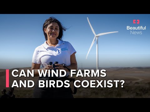 She Leads A Protocol To Save SA’s At-Risk Birds From Wind Turbines