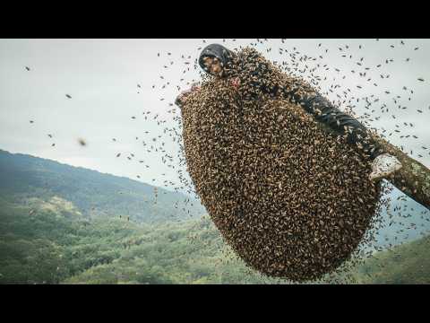Dangerous Forest Honey Harvest – Climbing Giant Beehives