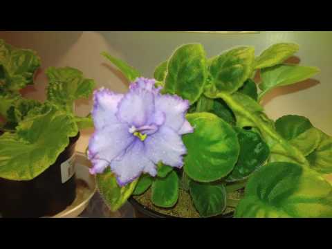 My African Violets. Saintpaulia.