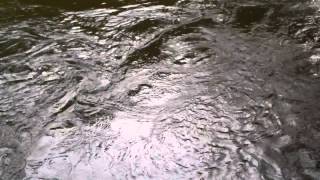 salmon fishing on the river camel (first cast )