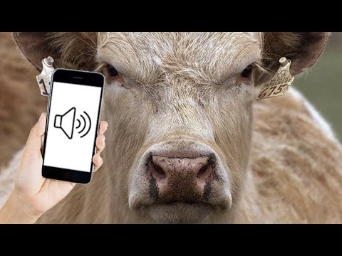 Angry Cow Moo Sounds