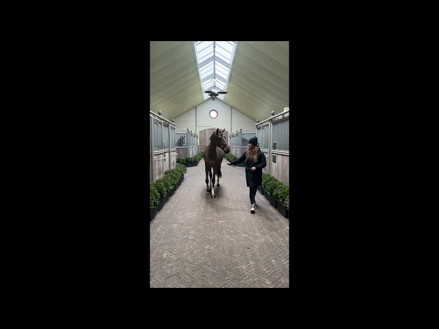 Karma Ab Z walk & 360