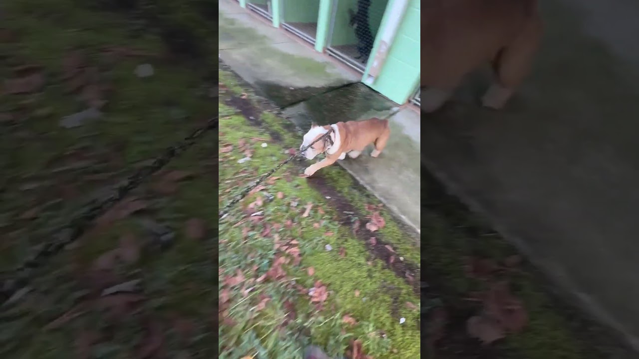 Griff video