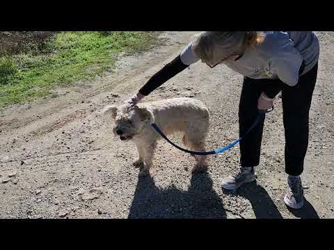 Angel, an adoptable Wheaten Terrier in Bandera, TX_image-1