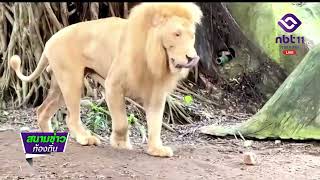สวนสัตว์เปิดเขาเขียว ยืนยันสิงโตเลี้ยงแบบปิด ความปลอดภัยสูง