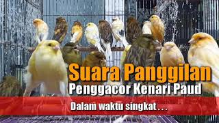 Download lagu Suara panggilan Penggacor kenari paud Dalam waktu singkat mp3