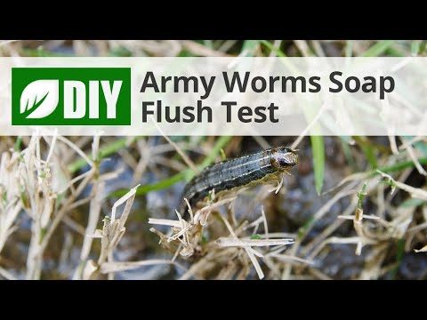  Soap Flush Test for Armyworms Video 