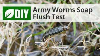Soap Flush Test for Armyworms | DoMyOwn.com