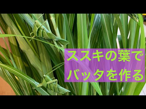 園芸 ネパール産ススキ