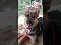 Judy Needs A Home Beautiful German Shepherd Mix Shorts Adopt Love Dog Sos Shepherd