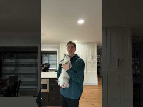 the new cat holding strategy