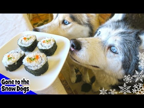 download lagu mp3 mp4 Sushi Dog, download lagu Sushi Dog gratis, unduh video klip Sushi Dog