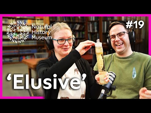 Why can no-one remember the time they used fish as candles? | The 'Perfect' Specimen Ep19