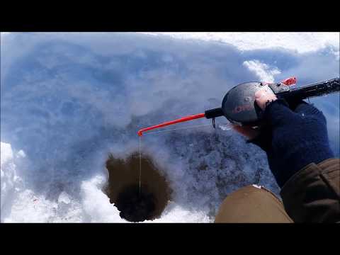 Pilkillä: Isoja ahvenia jahtaamassa