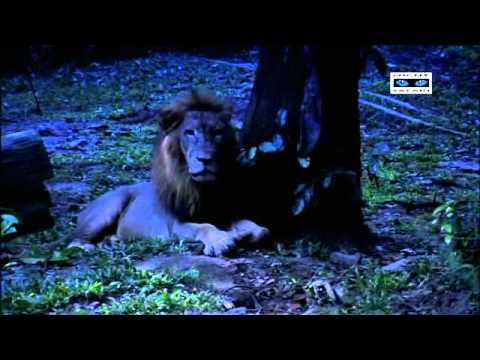 Night Safari - The First. The Only