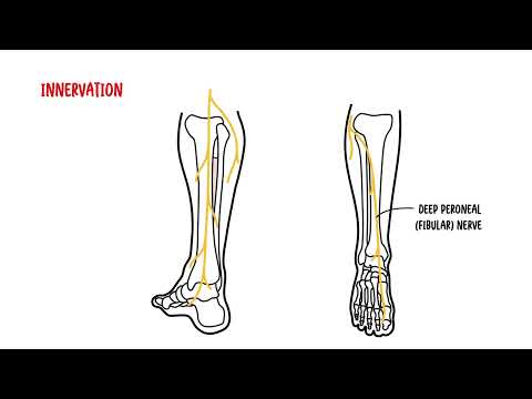 The Ankle Joint Clinical Anatomy