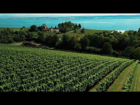 Winzerverein Meersburg - Meersburger Herbstwochen