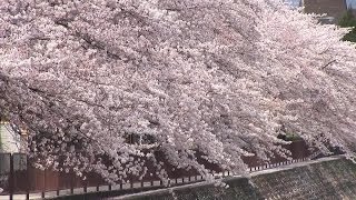 preview picture of video '京都 桜舞う 岩倉川 Cherry blossoms in Iwakura, Kyoto(2014-04)'