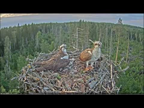 Osprey carries away from the nest the inedible remains of fish