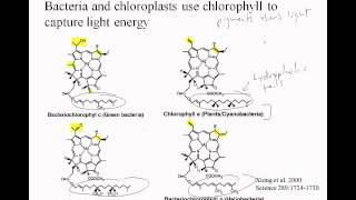 3 08 PhotosynthChlorophylls