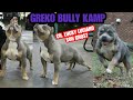 Ch. Lucky Luciano son Ghost gets 2nd place in American Bully Standard Brc bred him to his niece