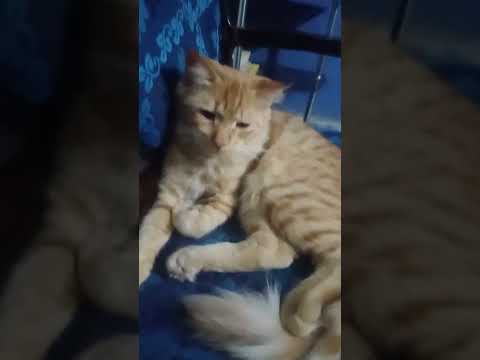 My sweet shagi is very sad because its Mama  is missing....