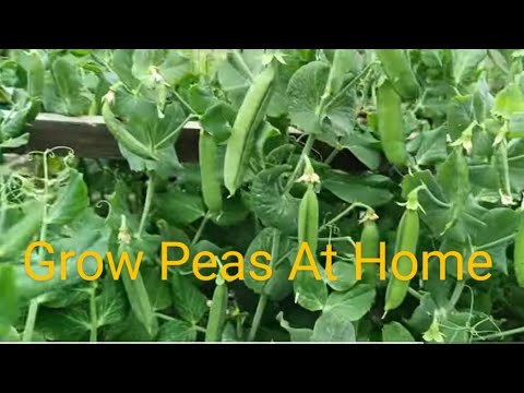 Grow Peas Like A Pro | In the UK | From Seed to Harvest