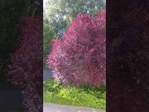 Delil Xıdır - Delala mı