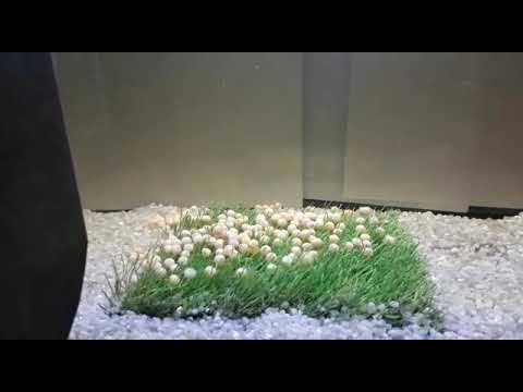 Prosiect Deorfa APCE - Dyddiadur Fideo 1 - 18 Ionawr 2022