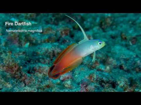 13 Elongate Sand & Burrow Dwellers - scuba diving video
