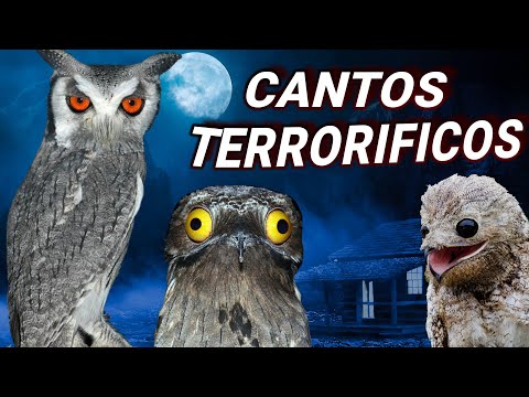 7 BIRDS WITH TERRIFYING SONGS | SPOOKY SOUNDS! 😨 & Strange Bird Sounds That Few People Know!